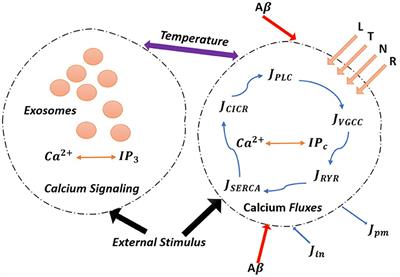 A Neuron-Glial Model of Exosomal Release in the Onset and Progression of Alzheimer's Disease